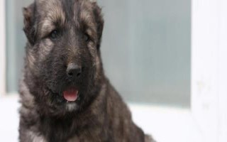 高加索犬性格怎样,好动又机警