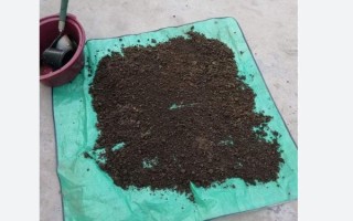 翠花掌的养殖方法，春夏秋三季要保持土壤湿润但不溢水