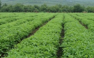 冬季种植中药材如何防冻害，尽可能要使植株的根系在土壤中的深度加深