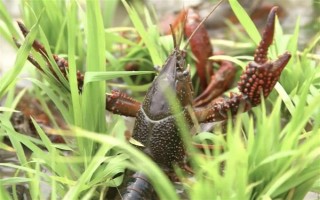 养殖的小龙虾是不是比野生的干净，人工养殖的水质条件更好