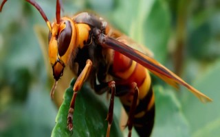 被黄胡蜂蛰了怎么办，远离蜂巢后再用弱酸性溶液清洗伤处