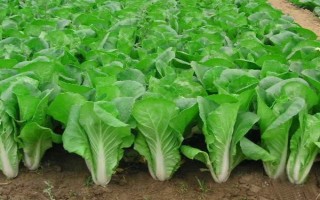 奶白菜如何种植，以条播较好