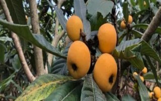 种植枇杷的温度管理工作,不同生长时期温度要求不同
