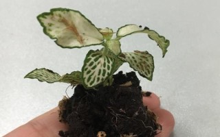 网纹草的摘心方法，3-4叶期摘除植株顶端刚萌发的嫩叶