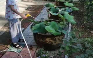 怎样在家里养荷花，春夏期间每天浇水一次