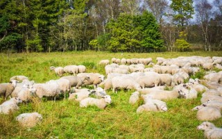 冬季养羊有哪些注意事项，要注意防寒保暖