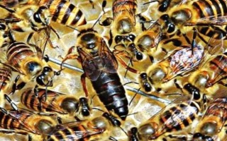 蜜蜂的寿命，不同蜂型的寿命不同