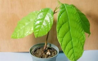 苹婆的种植方法，要使用点播的形式