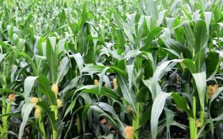 郑单958玉米品种的特性