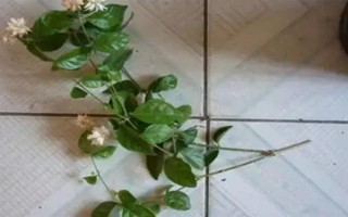 水培茉莉多少天生根,15-20天就可以生根