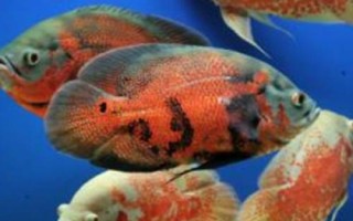 地图鱼是否认识主人，需经过长期饲养互动才能认主