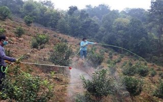 为沙糖桔保花保果的方法，剪除生长不良的枝叶能让花朵和果实吸收更多养分