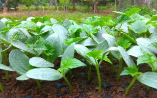 种丝瓜的方法，播种前先晒种2-3天