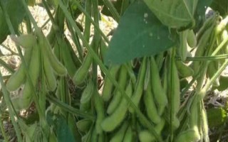 适合湖北种植的大豆品种，常见的有鄂豆10号、鄂2066等