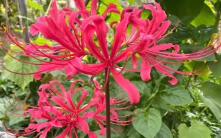 玫瑰石蒜是彼岸花吗,玫瑰石蒜是彼岸花中的一种