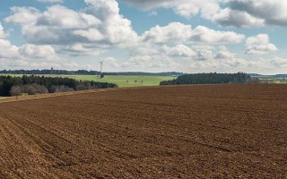 山葵的种植注意事项，要及时中耕除草