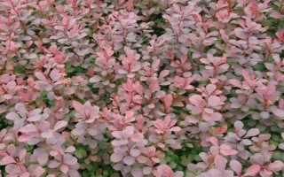 红叶小檗的作用，主要用来观赏