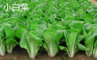 白露收获什么农作物，正是收棉花的好时候