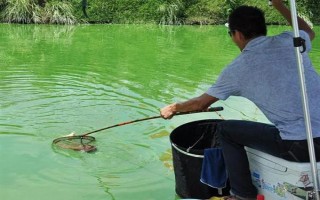 30斤以上的大鲢鳙能钓到吗，必须采取正确的方式才能钓到