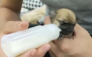 幼犬30天断奶后吃什么东西，建议喂食宠物专用的羊奶粉