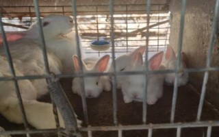 熊猫兔是什么，别称海棠兔、荷达特兔