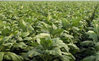 烟草花叶病的危害症状，叶脉两侧叶肉组织会渐呈淡绿色