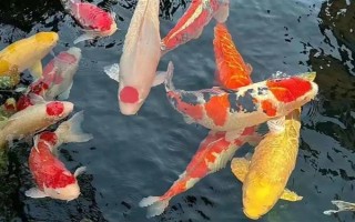 锦鲤鱼烂嘴的原因,可能是外伤或细菌感染所致