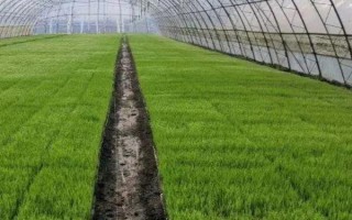 怎么栽培菖蒲，初期主施氮肥、生长季节可粗放管理