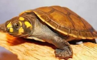 黄头侧颈龟能不能养，野生的不能人工饲养