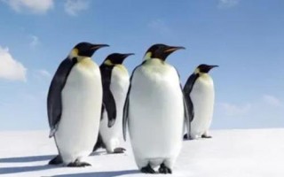 企鹅会飞吗，虽属鸟类但不会飞