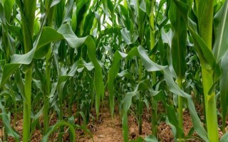 宇丰玉3号（区试名称：ZM0701）玉米种子特点，苗期防治地老虎