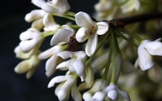 桂花有哪几种颜色，有金黄色、黄白色、橙红色和白色