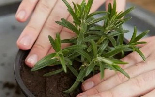 秋天养殖迷迭香的方法，减少浇水次数避免烂根