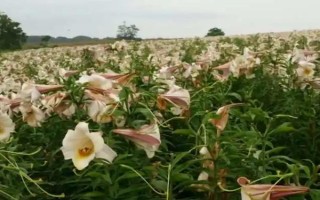 百合的品种，分为卷丹百合、美丽百合、山丹百合等