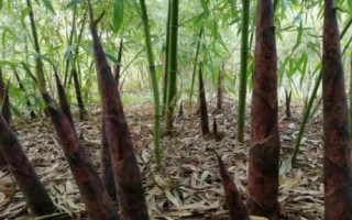 竹笋多久浇一次水，不同季节的浇水频率不同