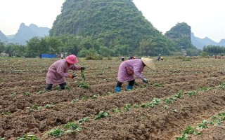 红薯种植如何翻秧，在水分充足的情况下红薯需要翻藤
