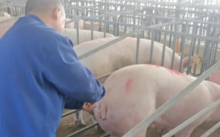 母猪发情表现与配种时间,会出现食欲下降、外阴红肿、接受公猪爬跨等情况