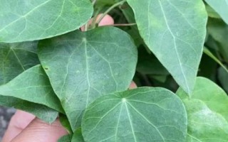 千金藤的分布，以野生为主