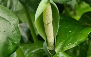 滴水观音不发芽如何处理，每天提供6小时左右的散射光可促进萌芽生长