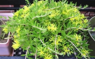 垂盆草的种植方法，栽种后每隔半个月追施一次氮肥