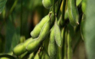 庆豆2号大豆品种简介,经田间调查高抗黑斑病