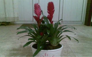 水塔花有什么寓意,象征鸿运当头、福星高照、完美无缺