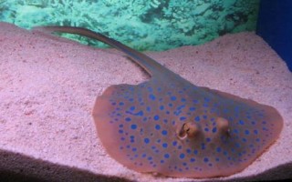 魟鱼有没有毒,黑白魟鱼属于有毒品种