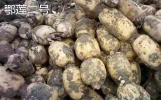 莲藕哪些品种比较好,鄂莲系列具有较高的品质