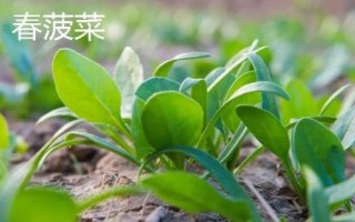 菠菜的适宜种植时间,春菠菜的播种适期为3月份