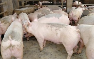 二元猪和三元猪有什么区别，三元猪生长速度更快