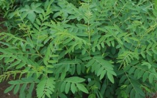 农村热门的药材种植项目，枸杞的产量一般更加稳定