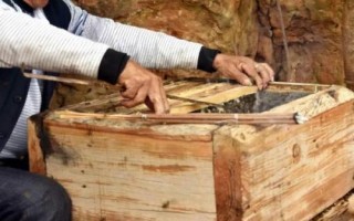 怎样将野蜂引入蜂箱中，诱蜂箱是诱捕野生蜂群最常用的工具