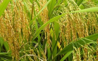 南粳9302水稻品种的特性,早育秧每亩播量35~40公斤