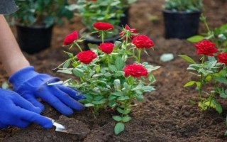 地栽月季不长如何处理，需要及时为其浇水施肥
